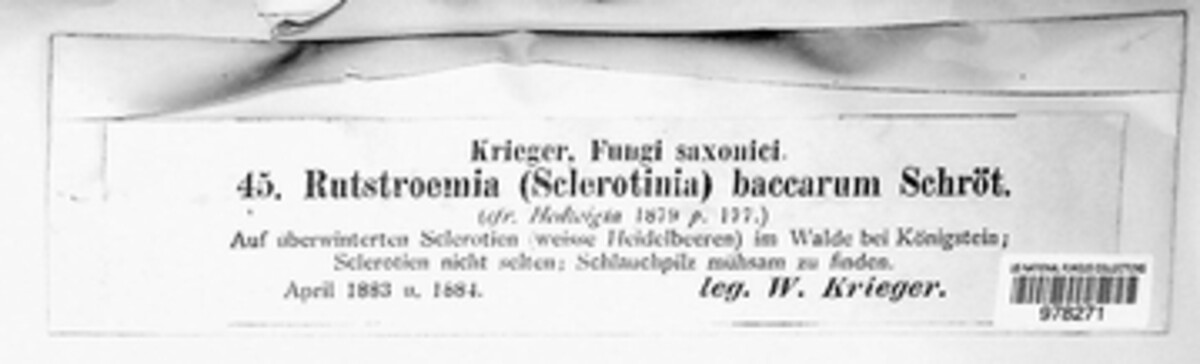 Monilinia baccarum image